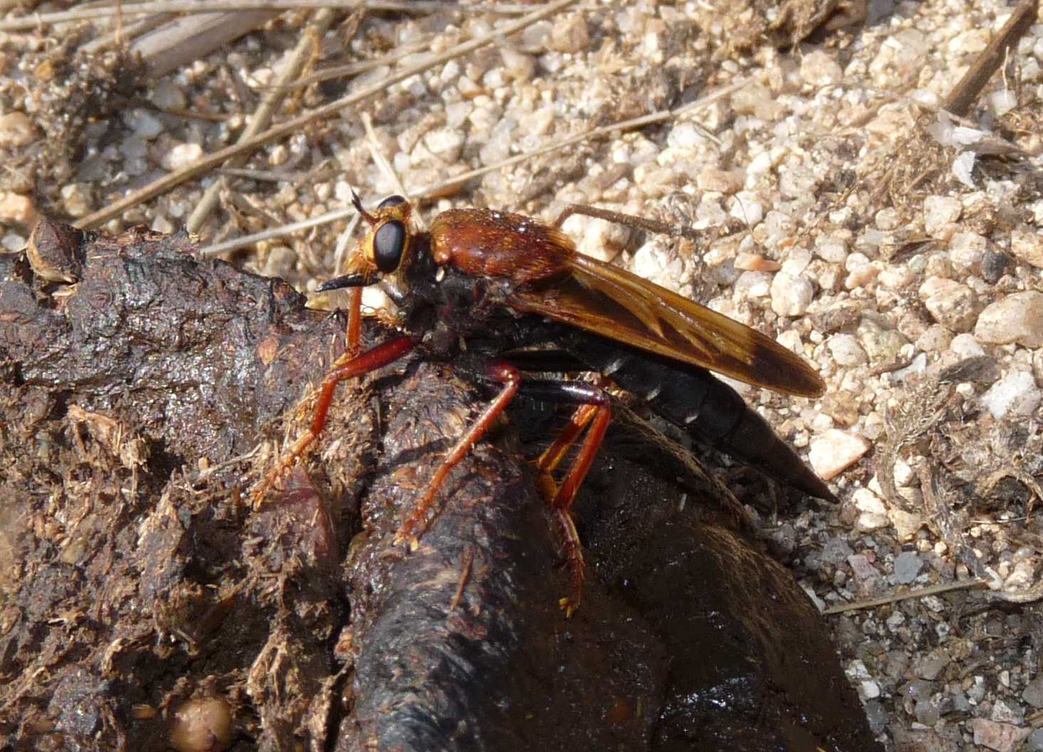 Un Asilidae nuovo per il forum: Asilus barbarus