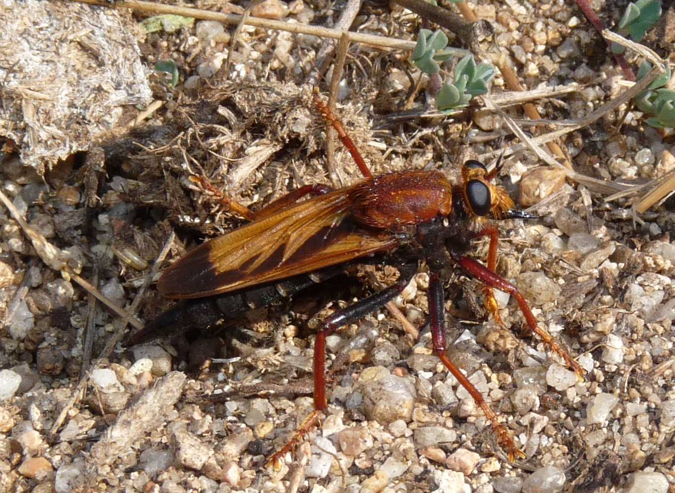 Un Asilidae nuovo per il forum: Asilus barbarus