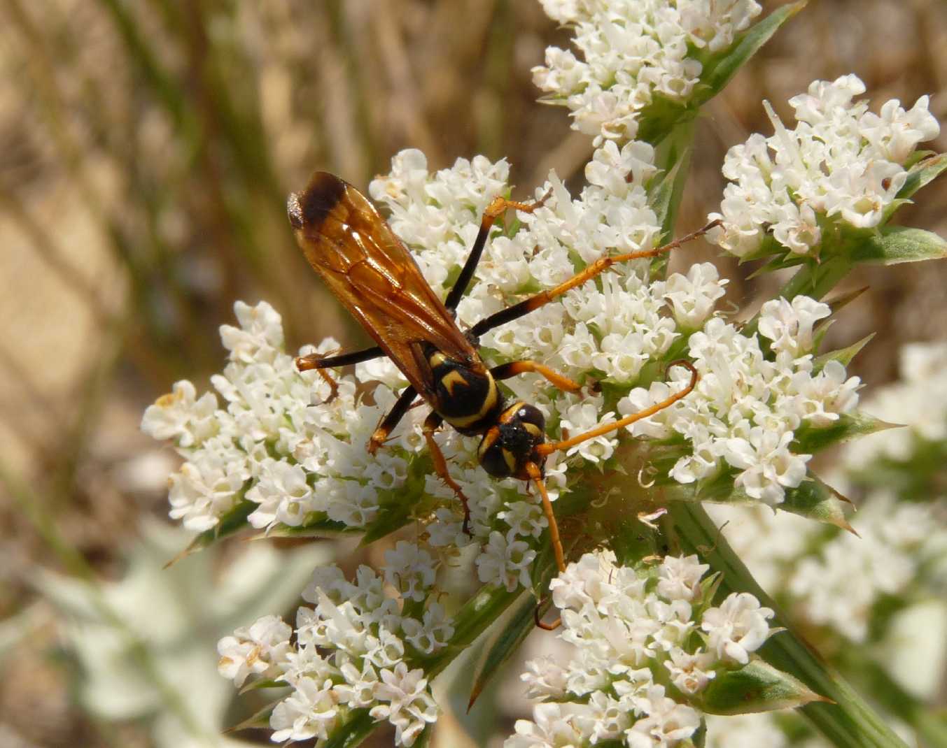 Batozonellus lacerticida M e F (Pompilidae)