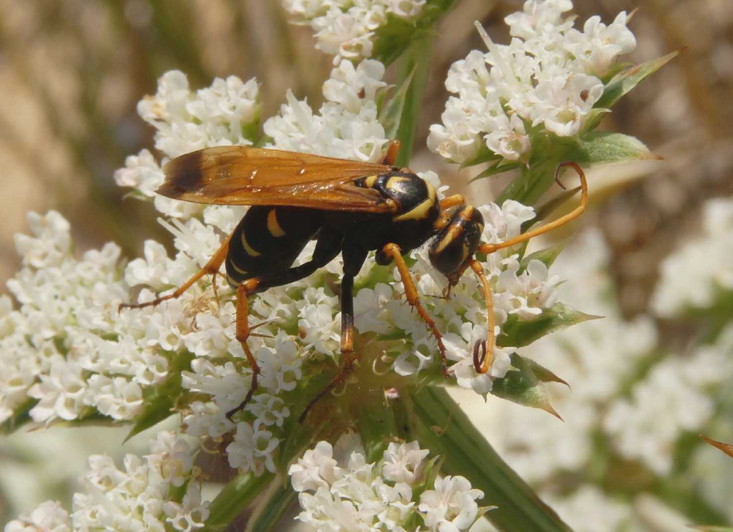 Individuo sospetto: Ichneumonidae del genere Latibulus