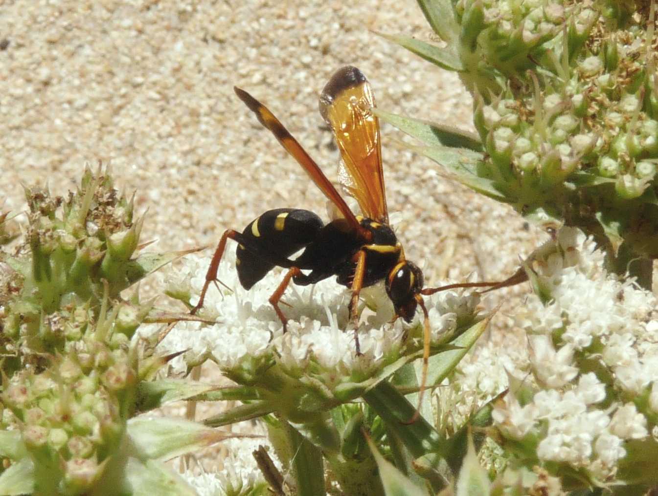 Stadi diversi di sviluppo di Argiope bruennichi