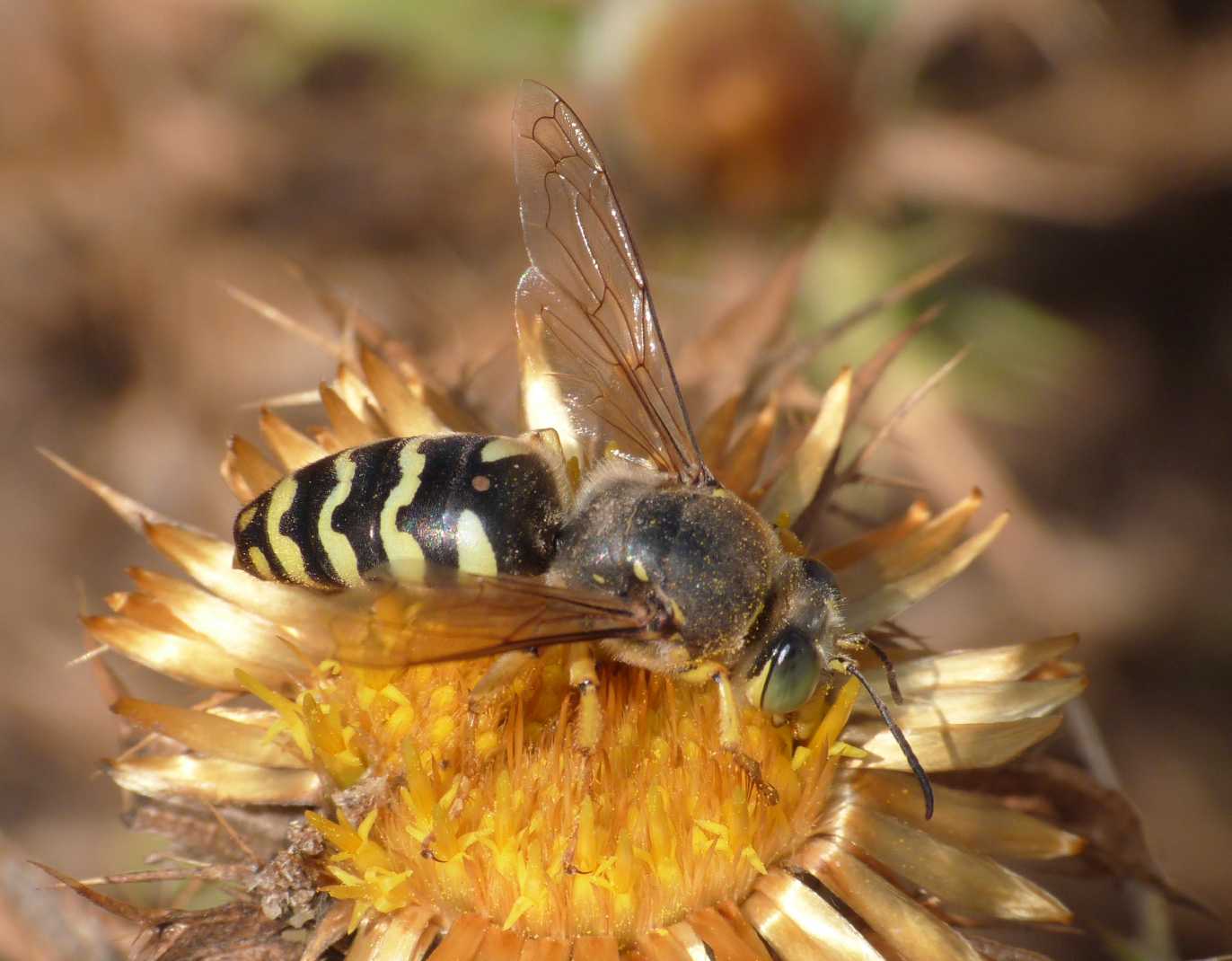 Bembix bidentata forse parassitato