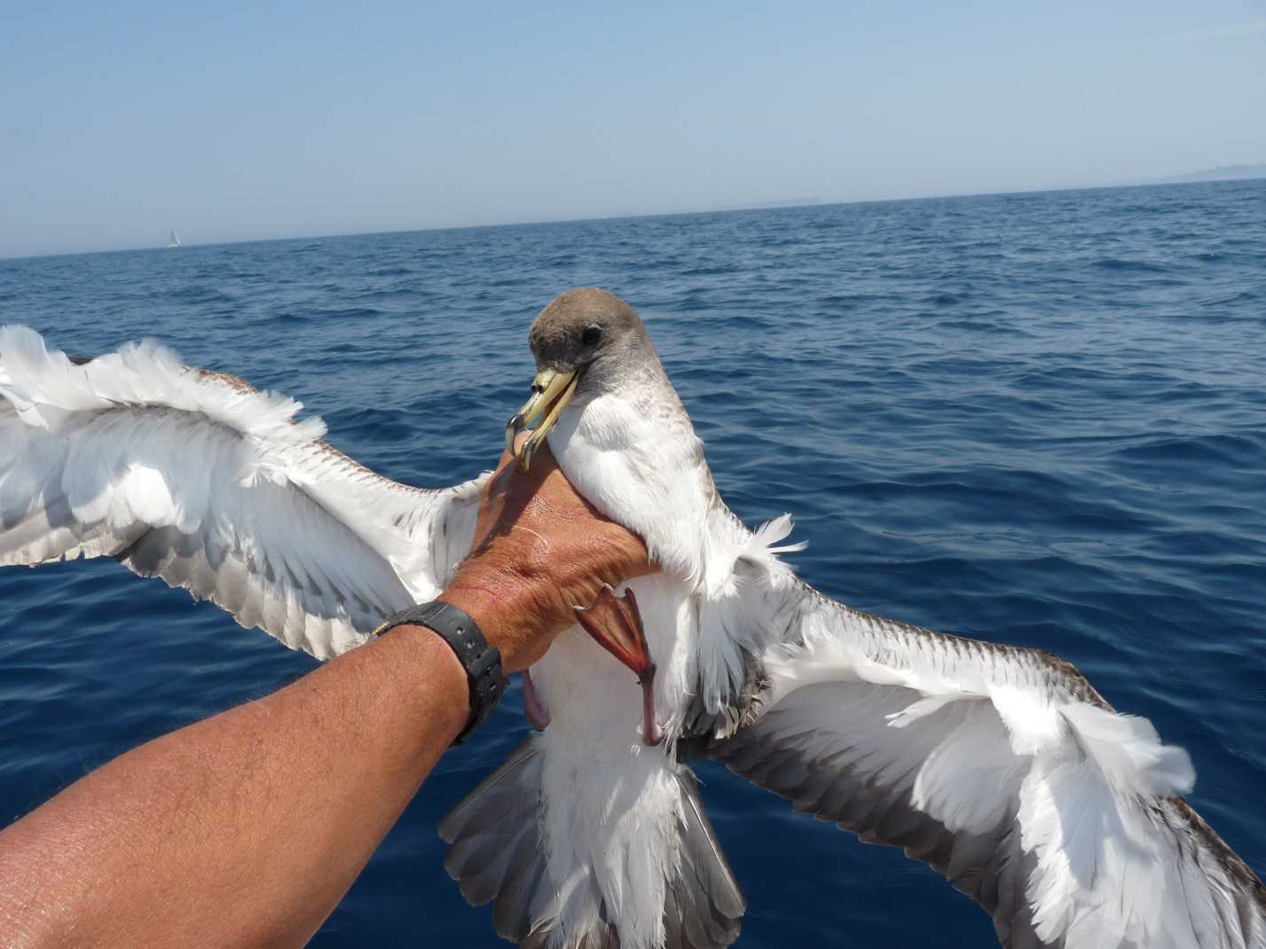 Berta maggiore (Calonectris diomedea): incontro ravvicinato