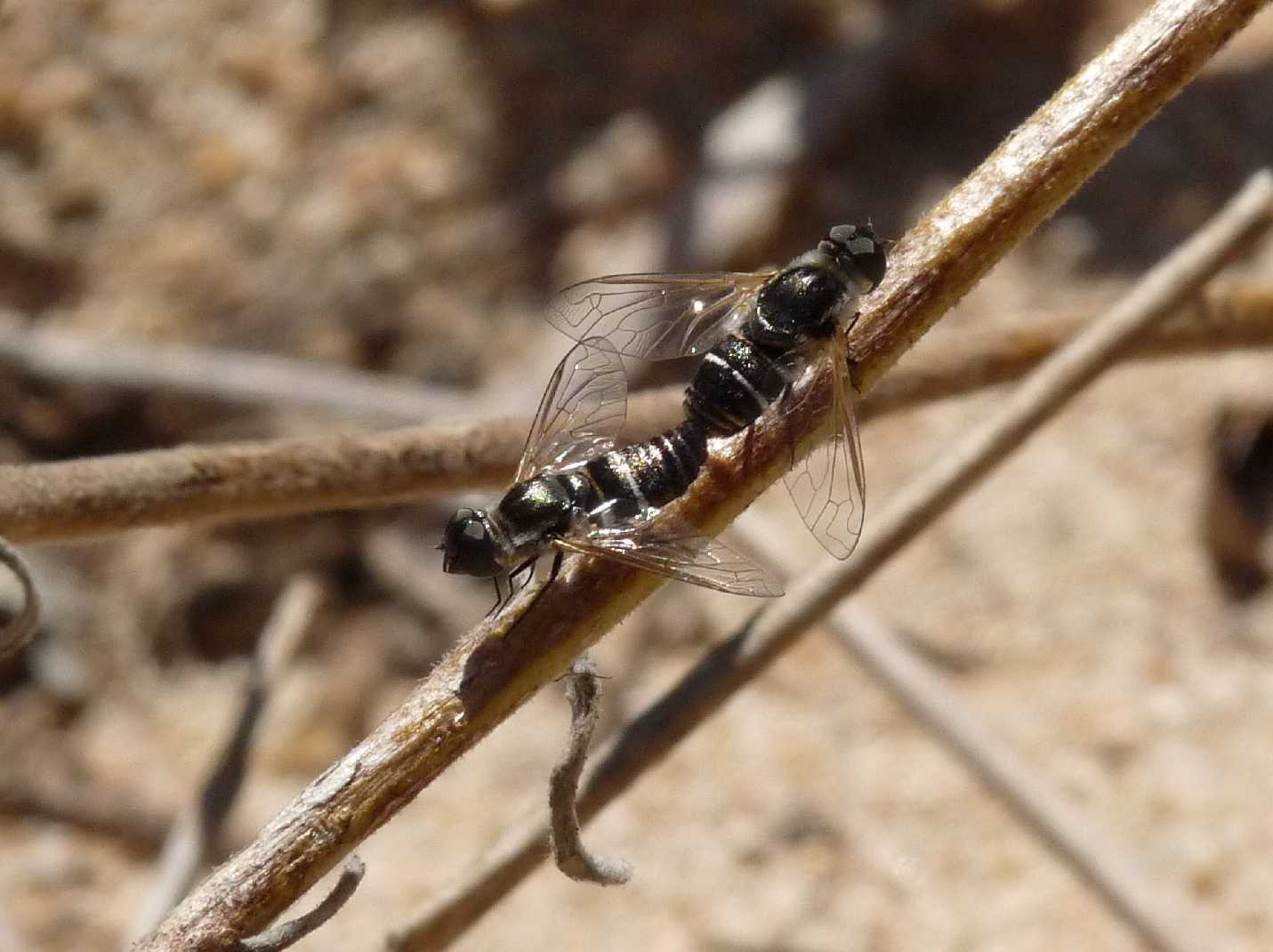 Coppia di Bombylidae