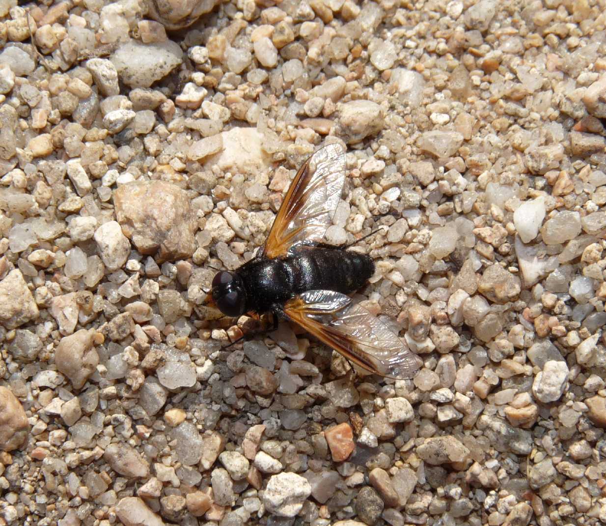 Asilidae con preda ( la preda  Exoprosopa rutila)