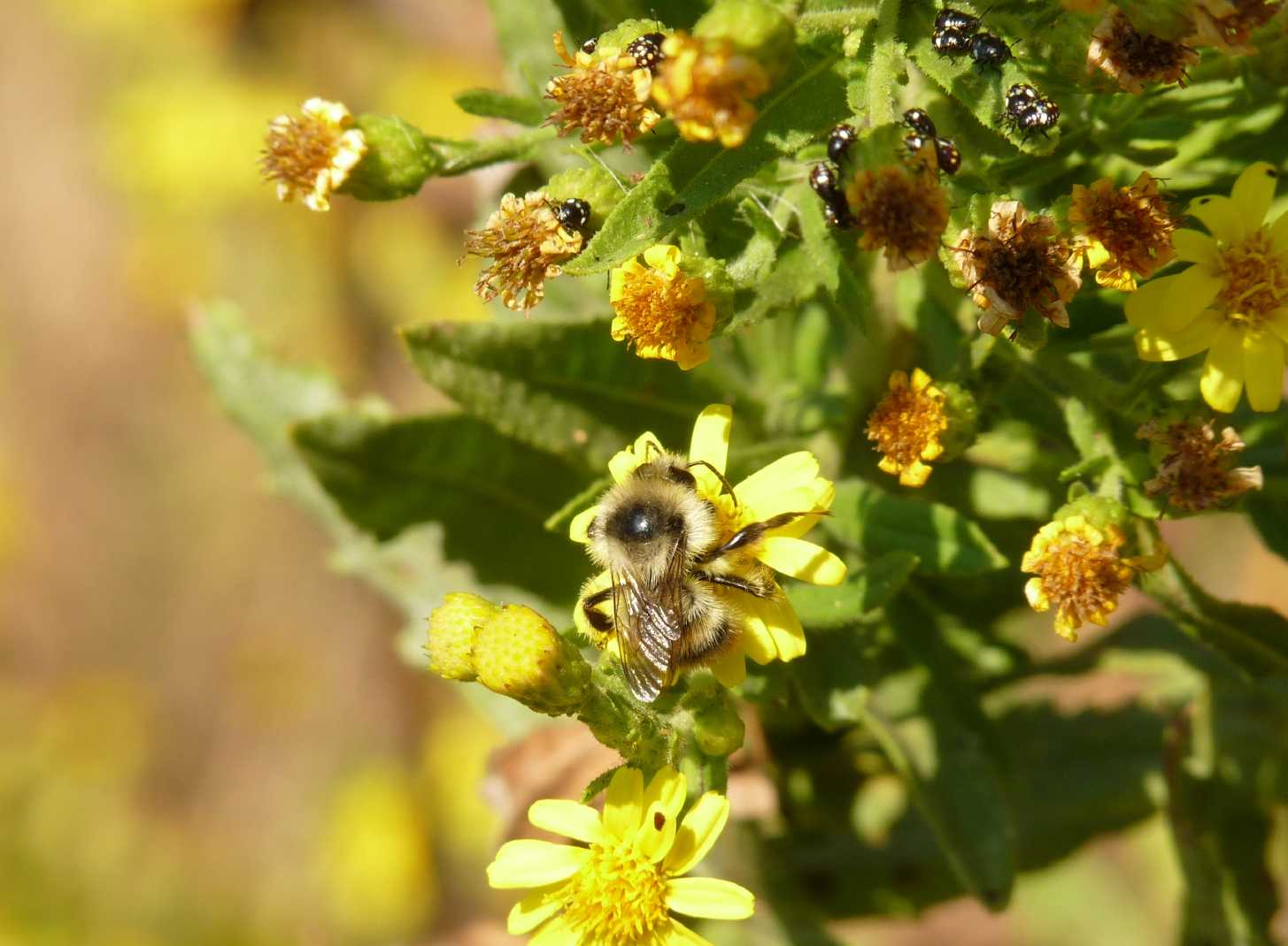 Bombus sylvarum