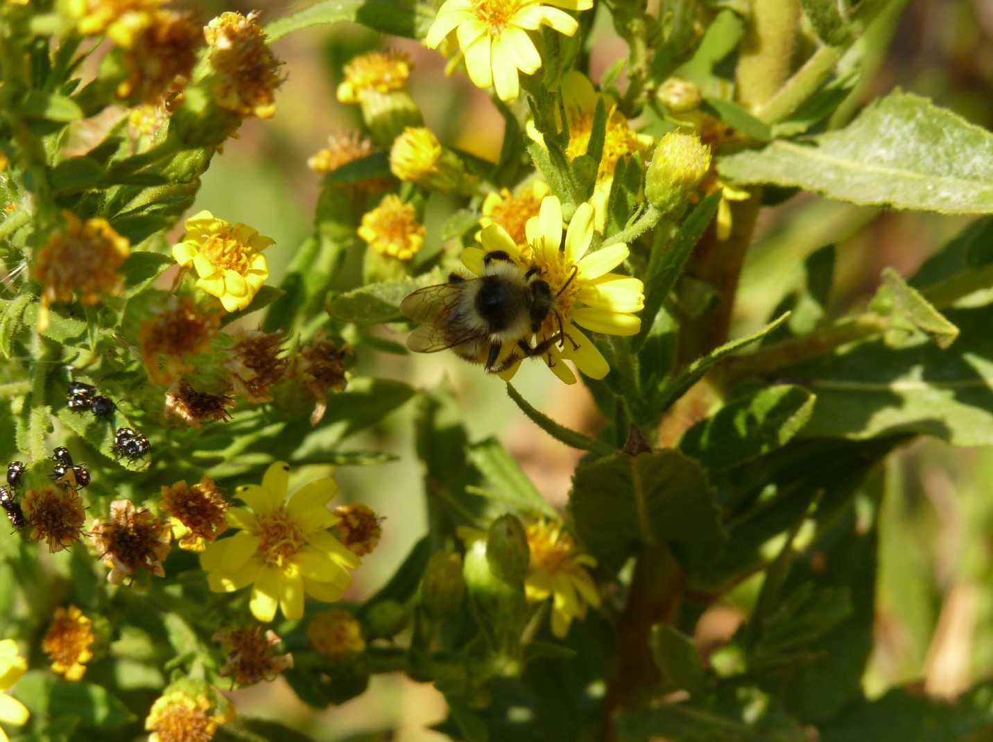 Bombus sylvarum