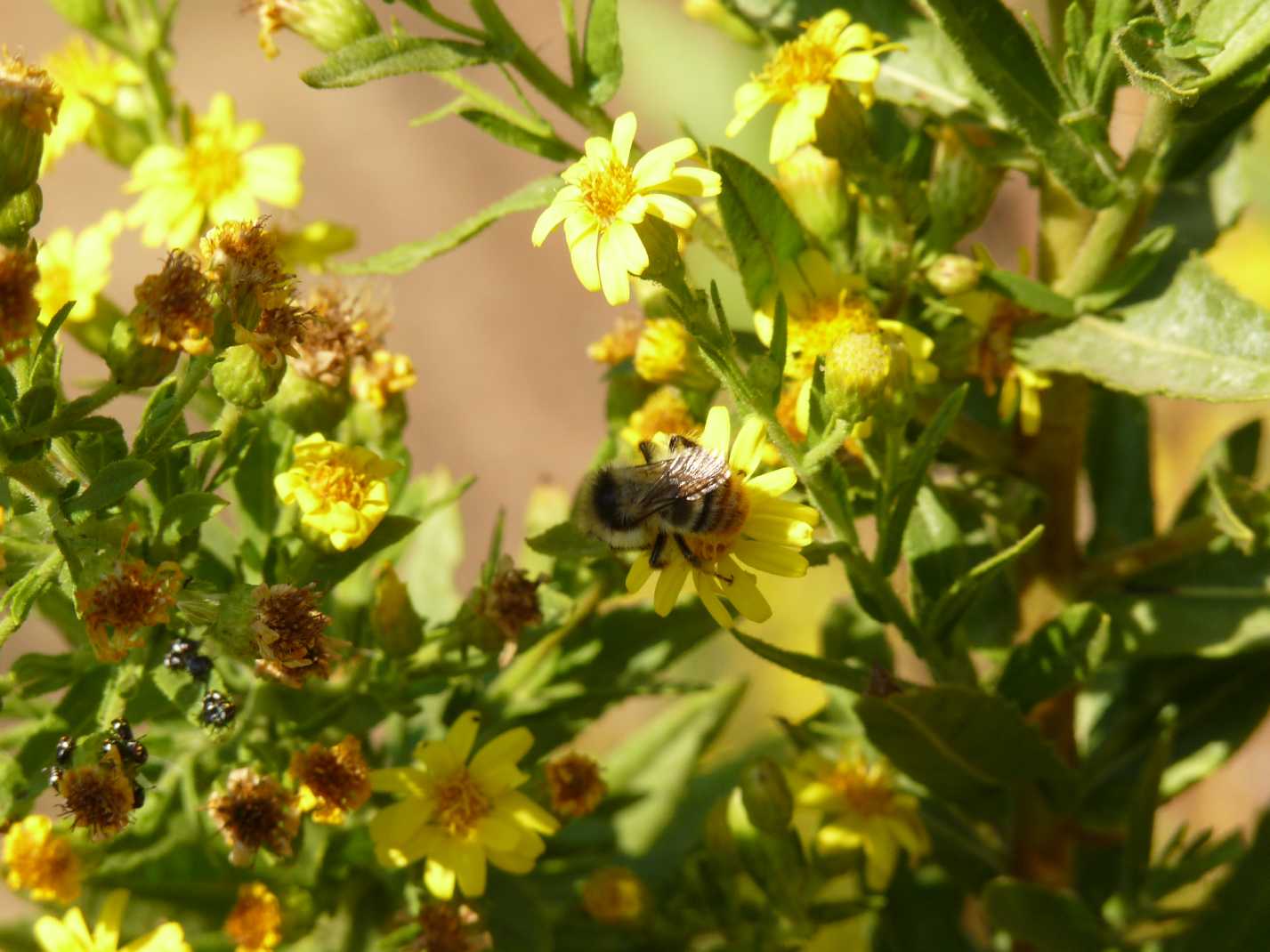 Bombus sylvarum