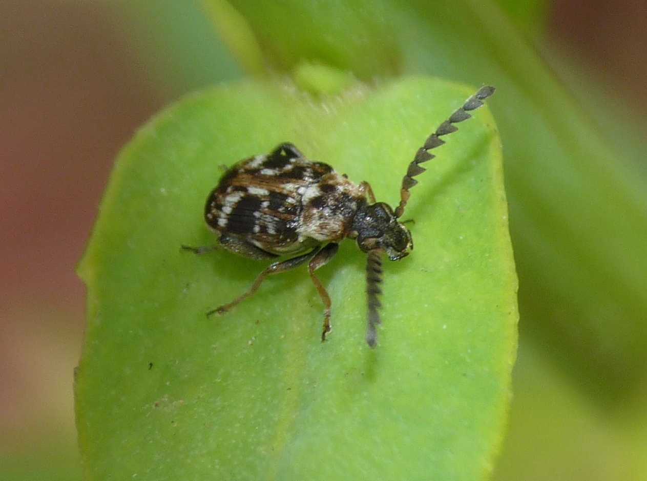 dal Portogallo: Bruchidius sp.