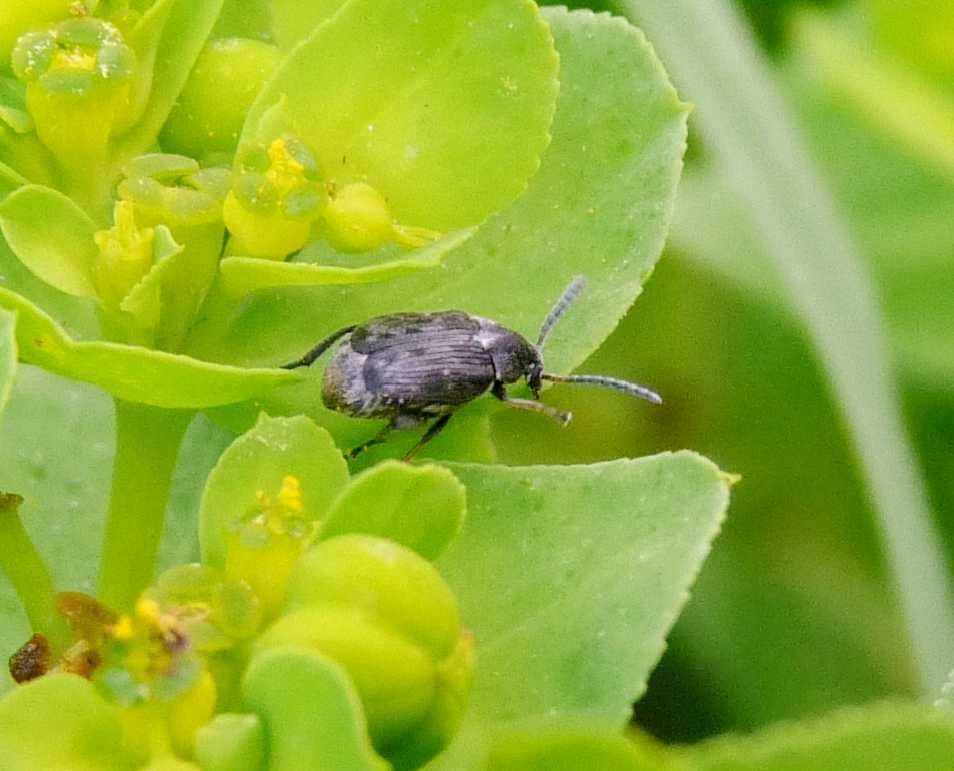 Spermophagus sp. (Chrysomelidae Bruchinae)