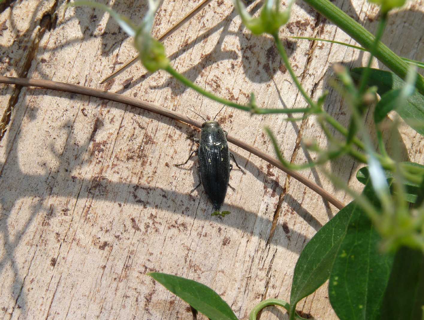 Buprestis novemmaculata in deposizione