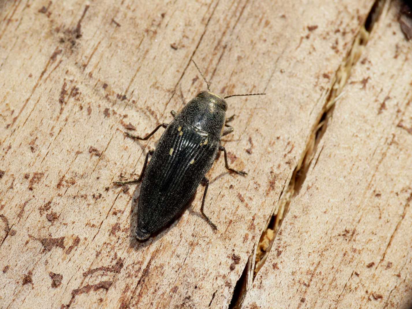 Buprestis novemmaculata in deposizione