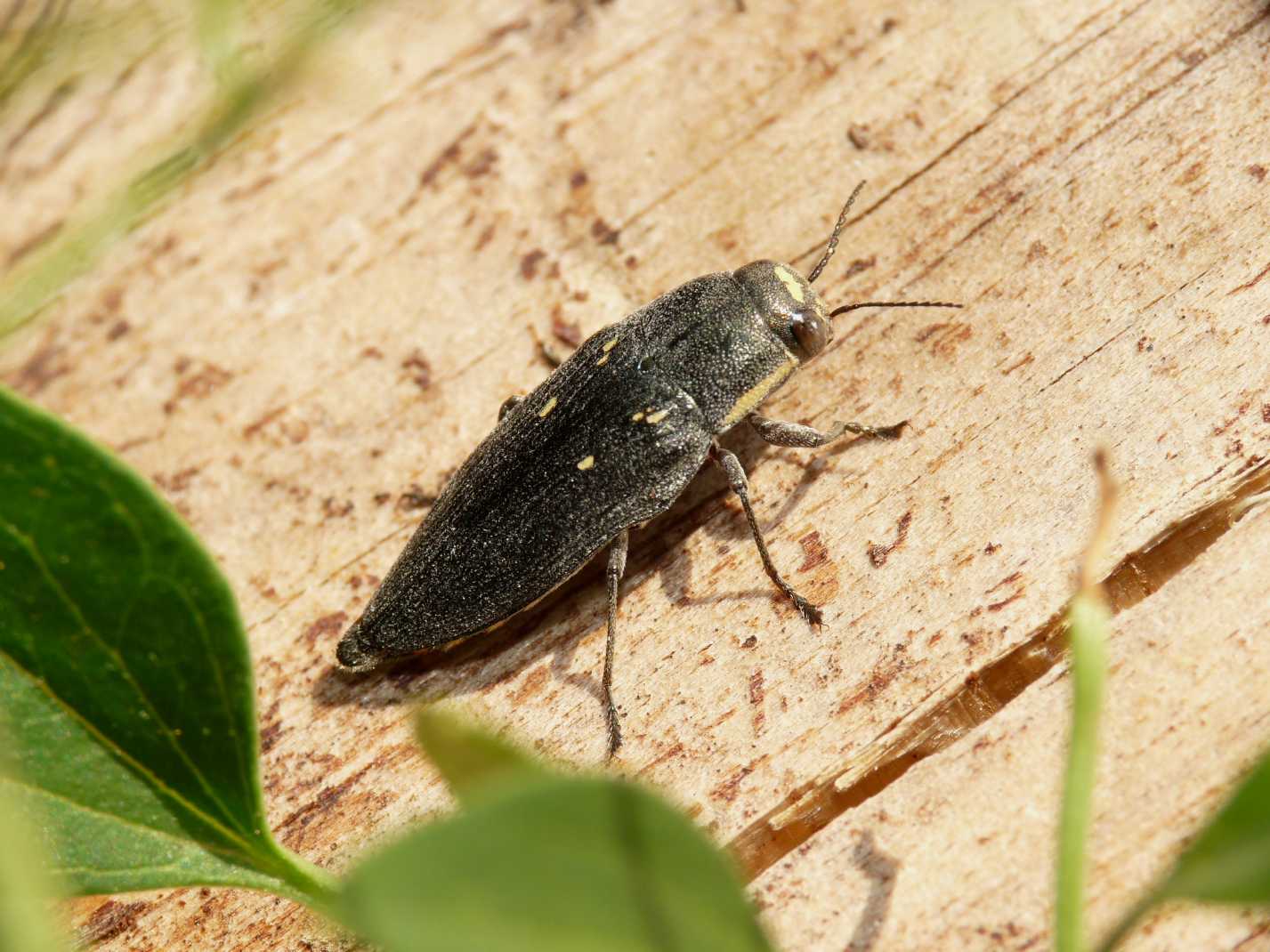 Buprestis novemmaculata in deposizione