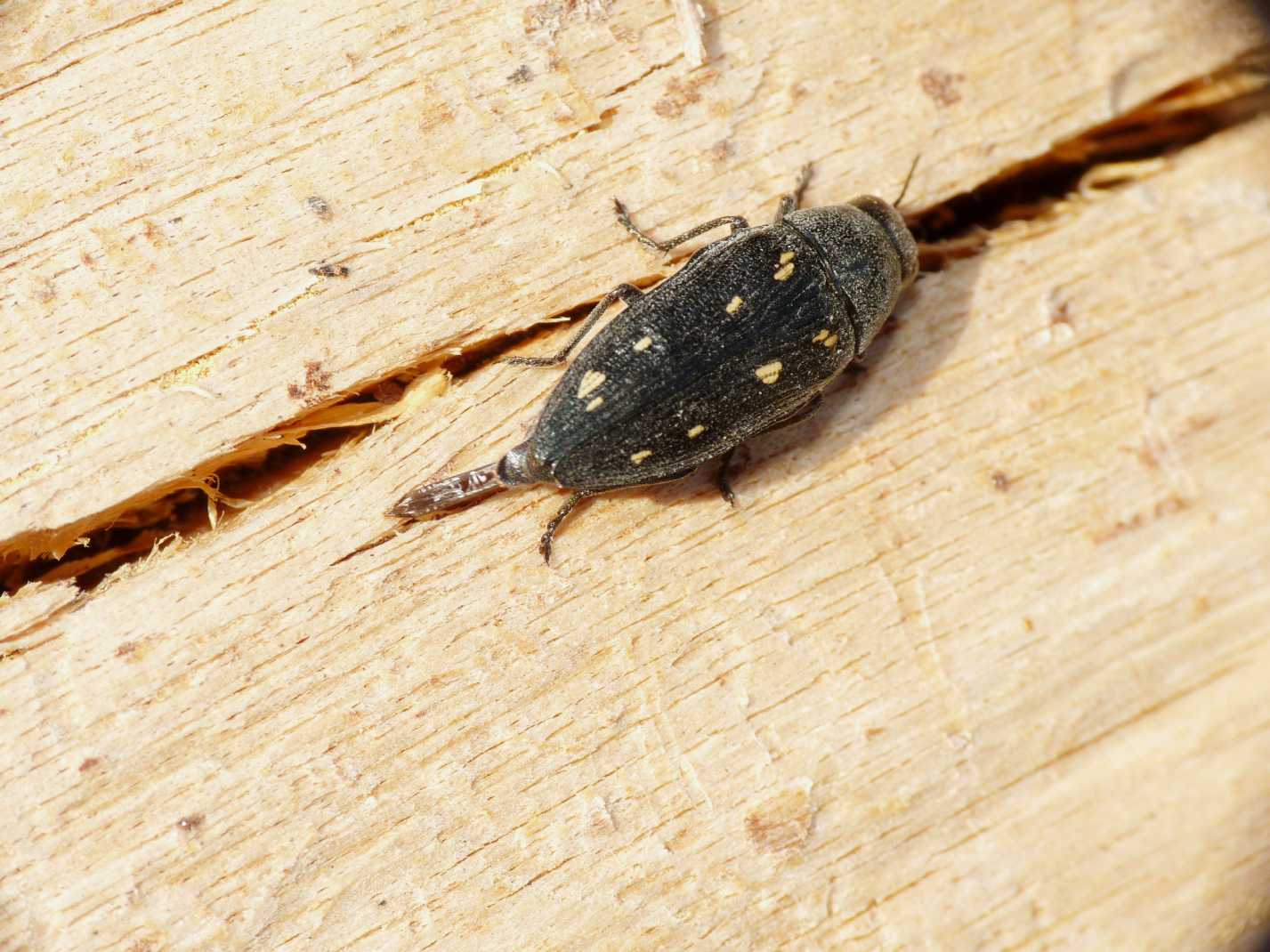 Buprestis novemmaculata in deposizione