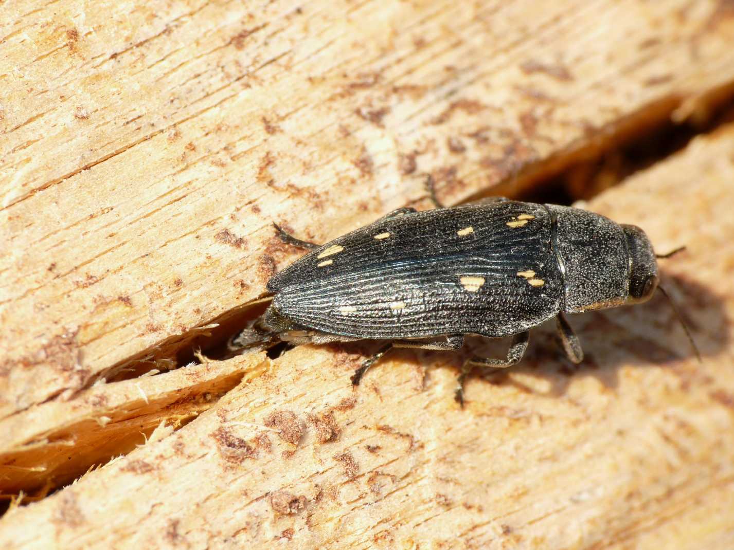 Buprestis novemmaculata in deposizione