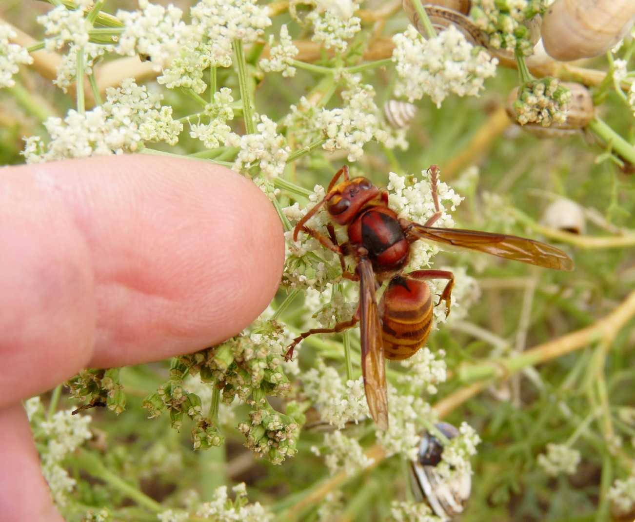 Il calabrone Vespa crabro ♂ (Vespidae)