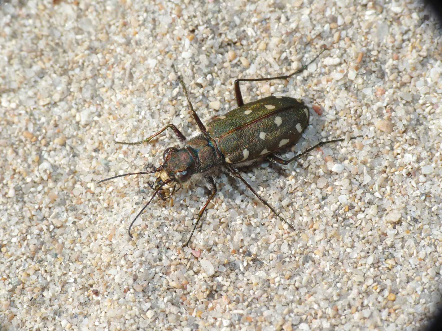 Cic. littoralis nemoralis? Calomera littoralis littoralis