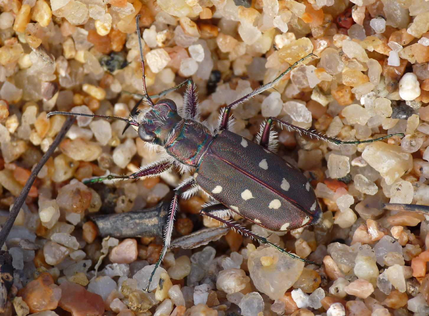 Calomera littoralis fiorii