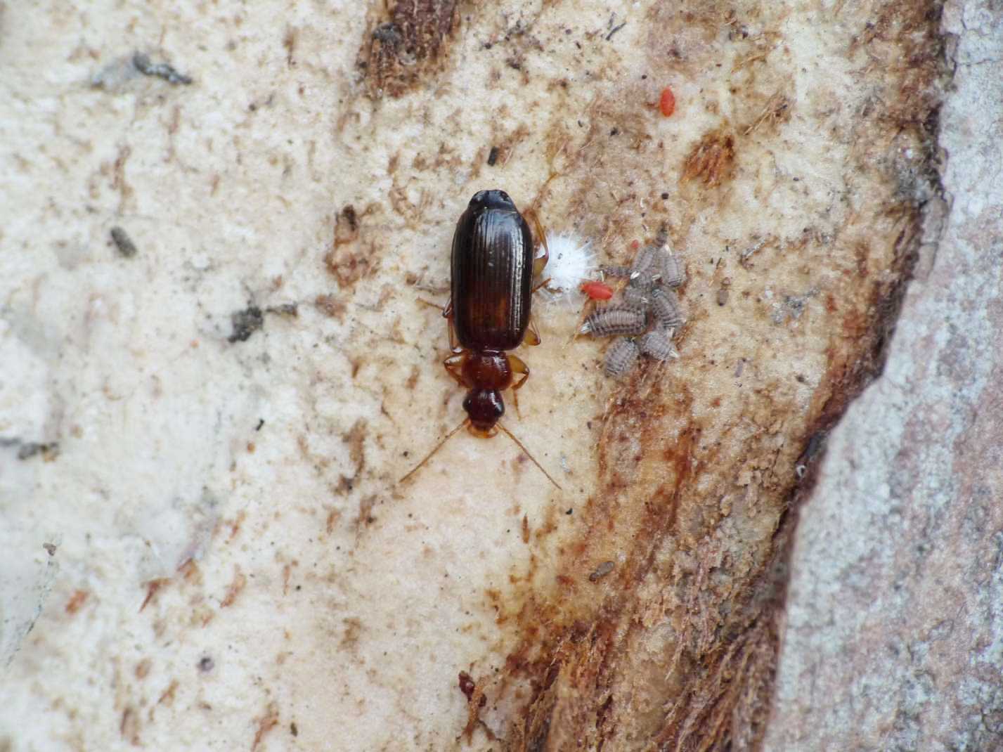 Piccolo Carabidae: Dromius meridionalis