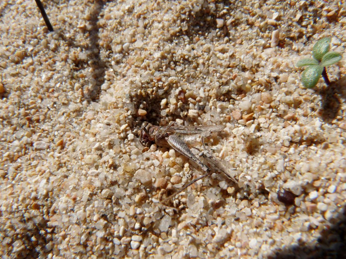 [Acanthaclisis occitanica larva] Tagliole nella sabbia