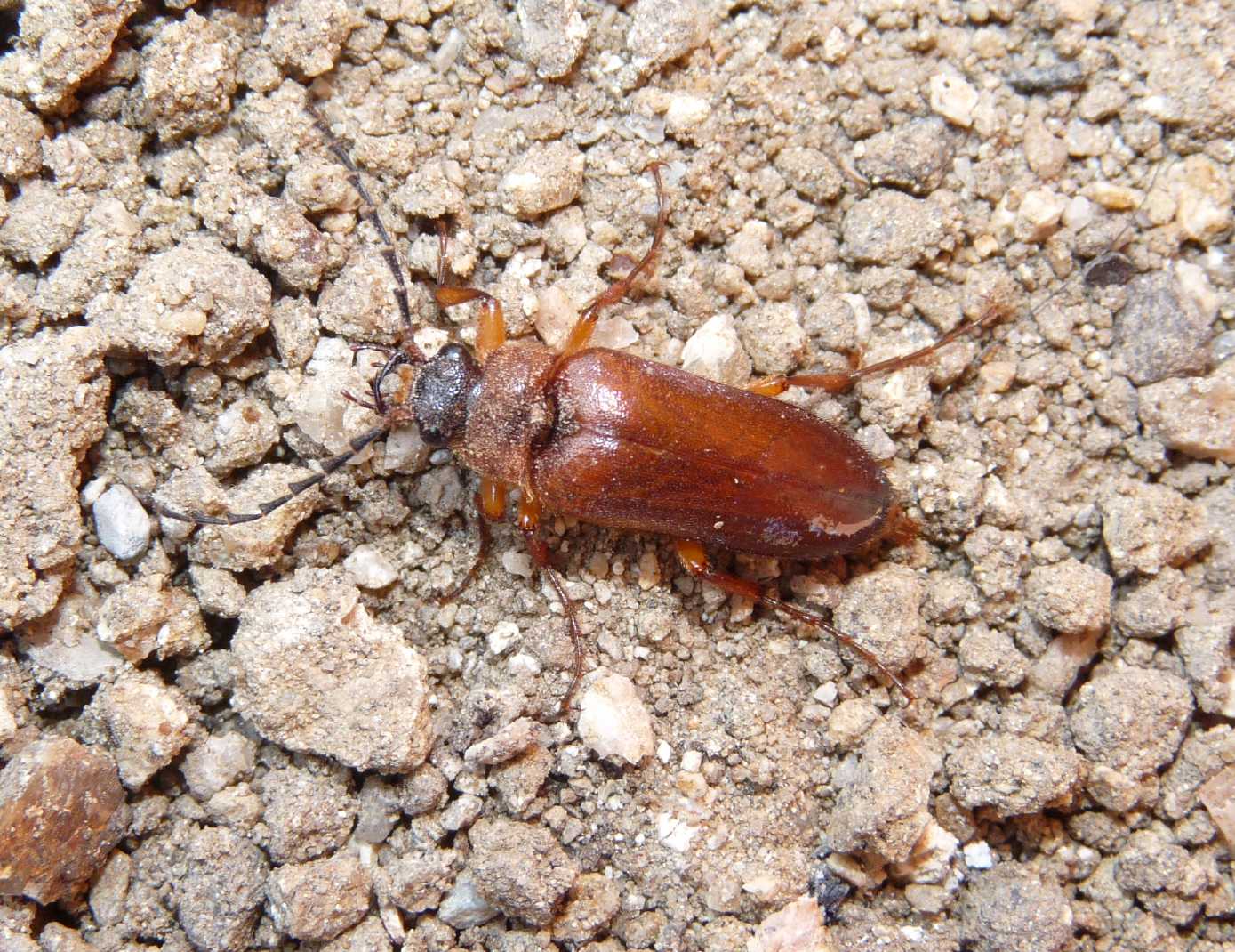 Elateridae Cebrioninae : Cebrio corsicus