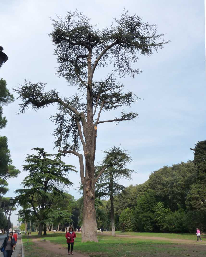 Un cedro