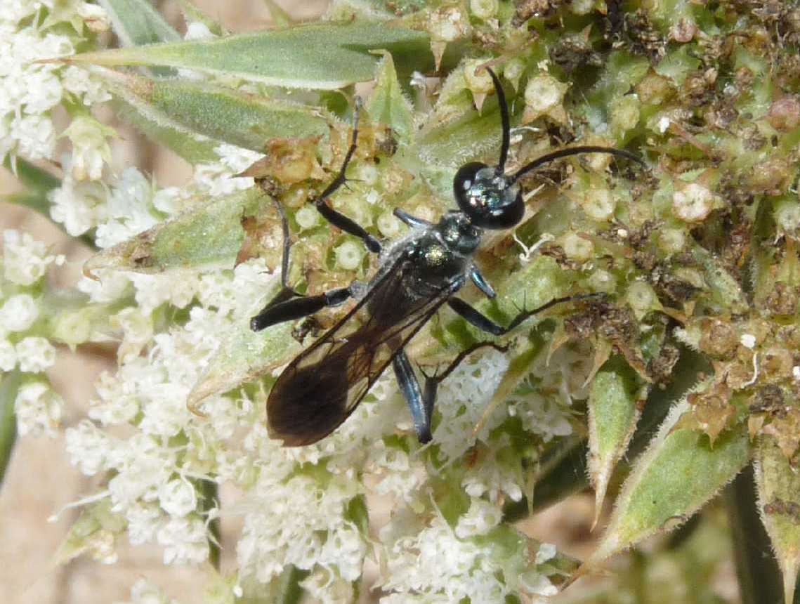 Chalybion cf bengalense, Sphecidae