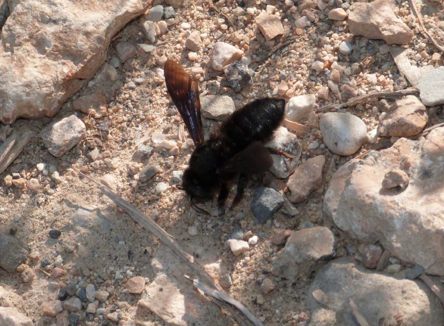 Chalicodoma parietina