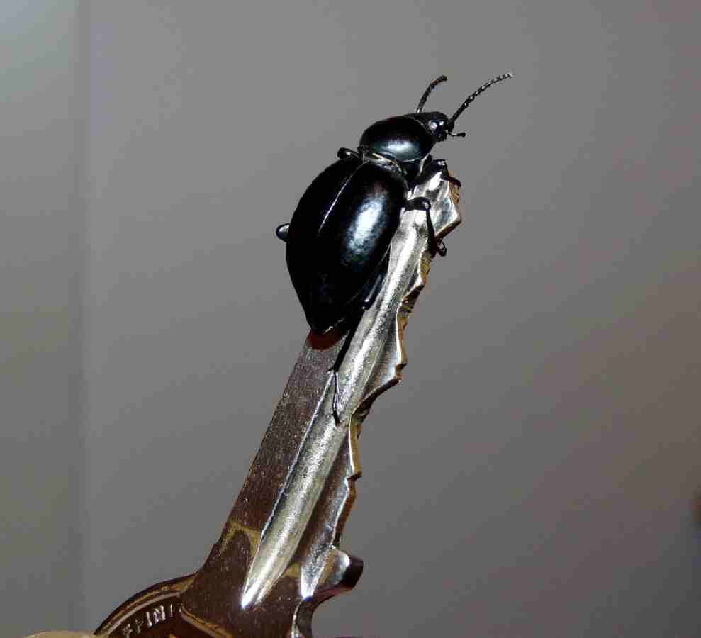 Dove trovare una chiave per insetti?