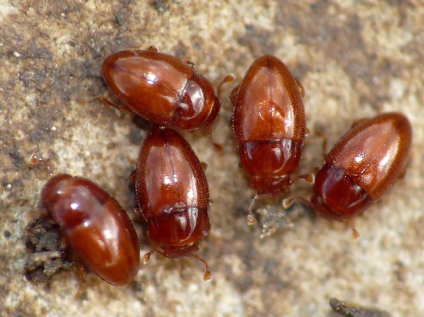 Cholovocera cfr. formicaria (Endomichiidae)