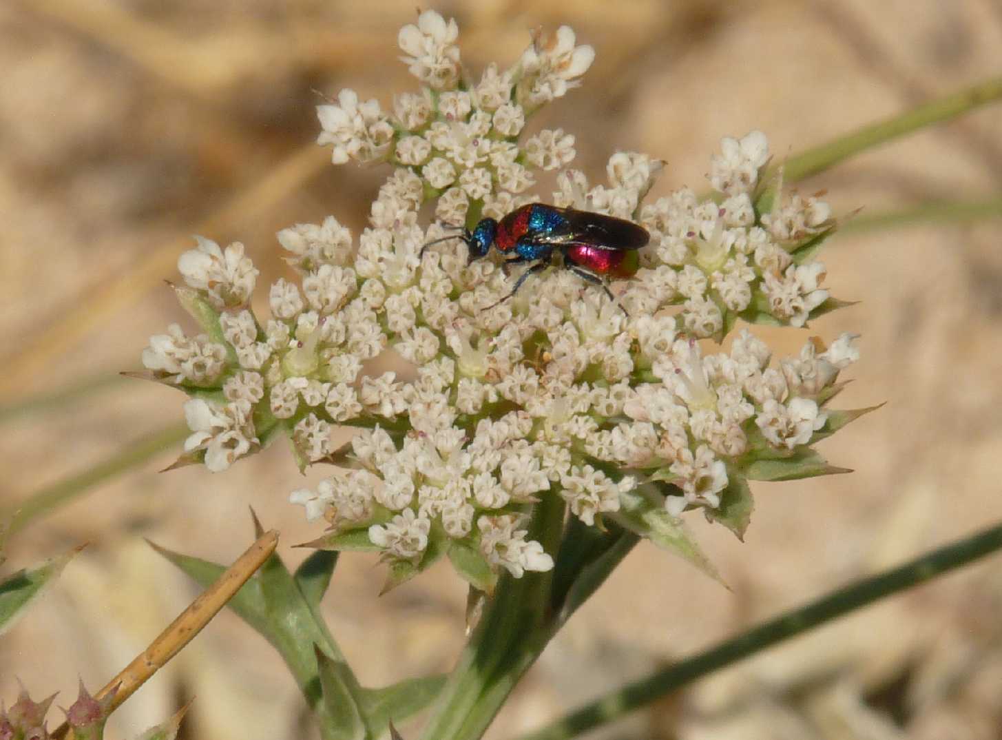 Chrysidae minuscolo: probabile Hedychrum niemelai