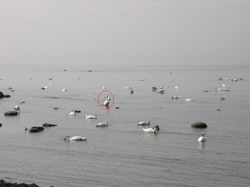 Trova l''intruso ...