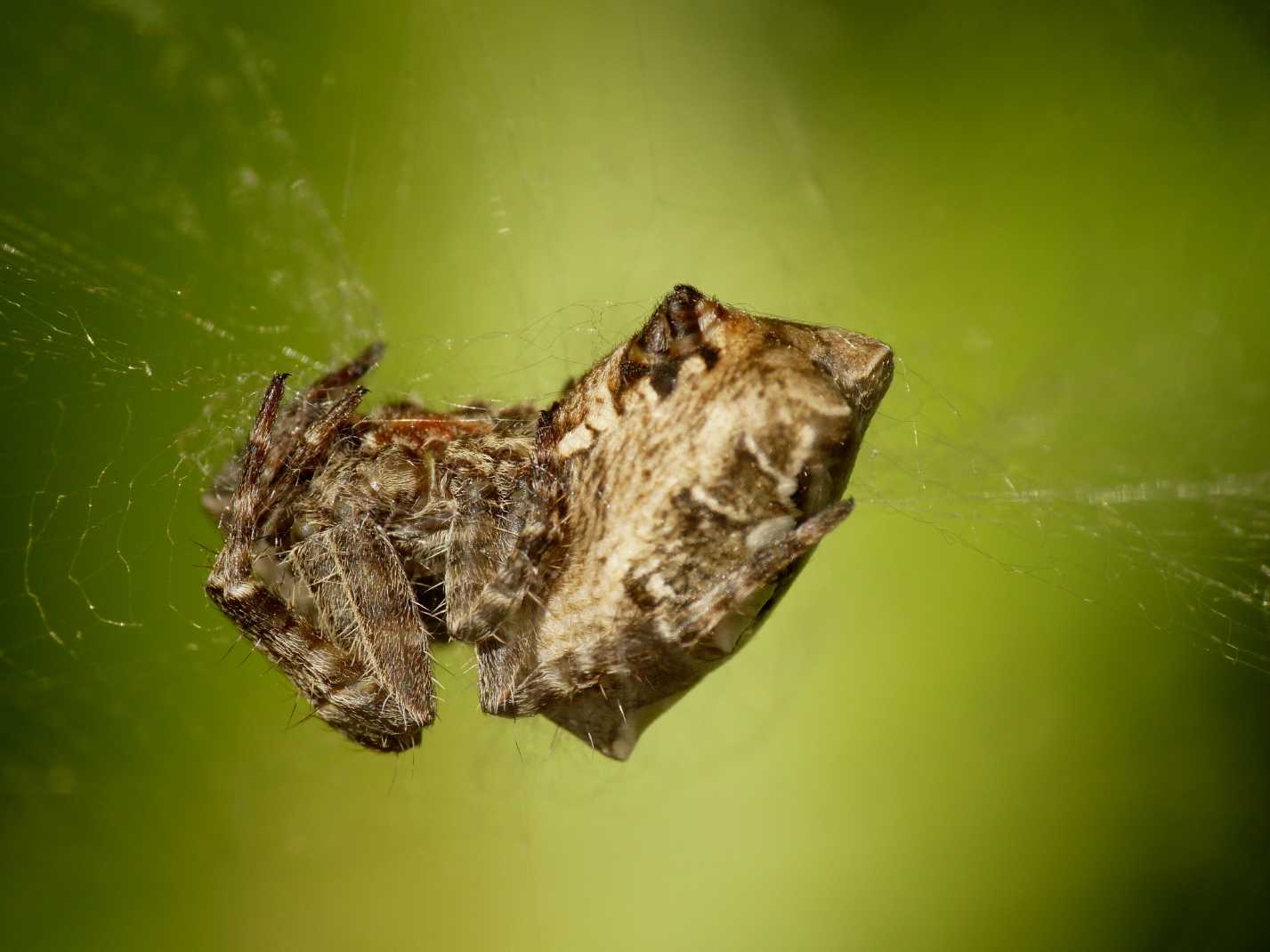 Cyrtophora citricola