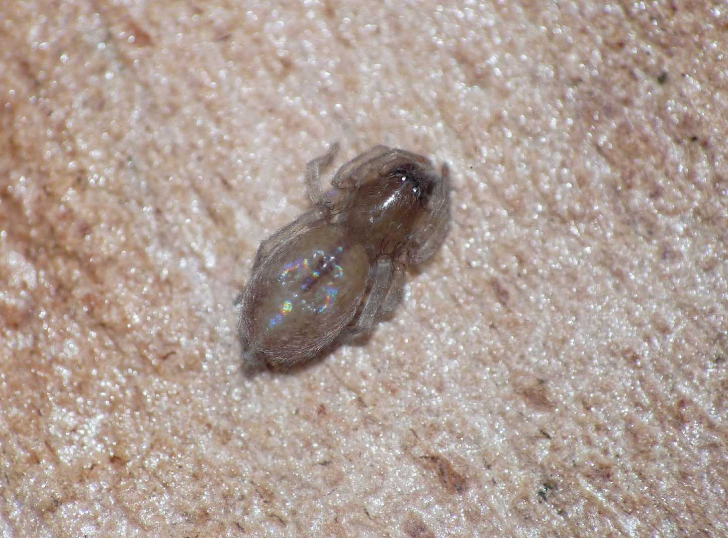 Clubionidae?