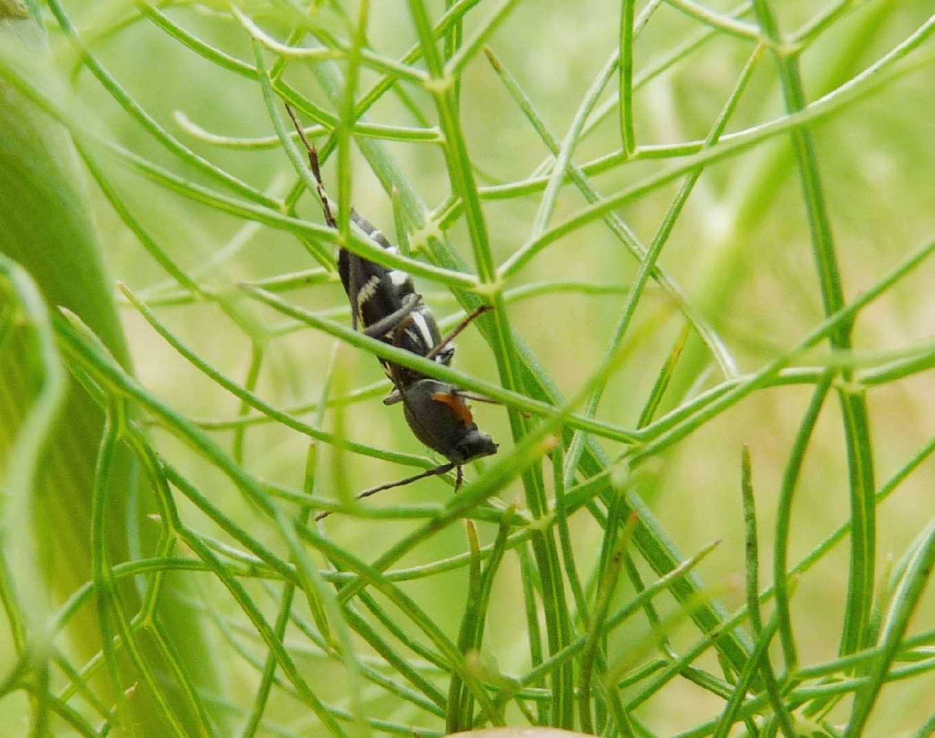 Chlorophorus sartor con probabile triungulino