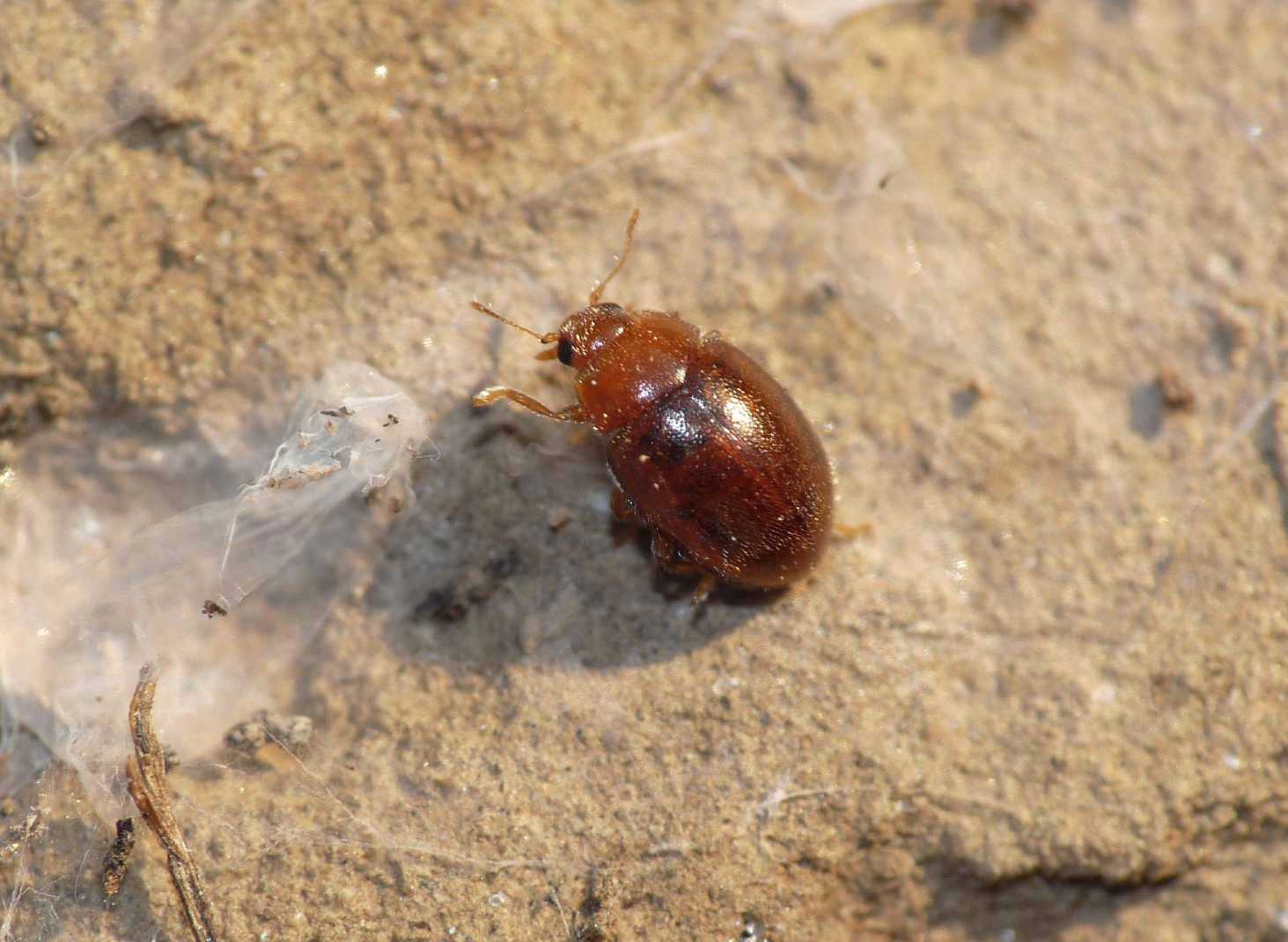 Rhyzobius sp. (Coccinellidae)