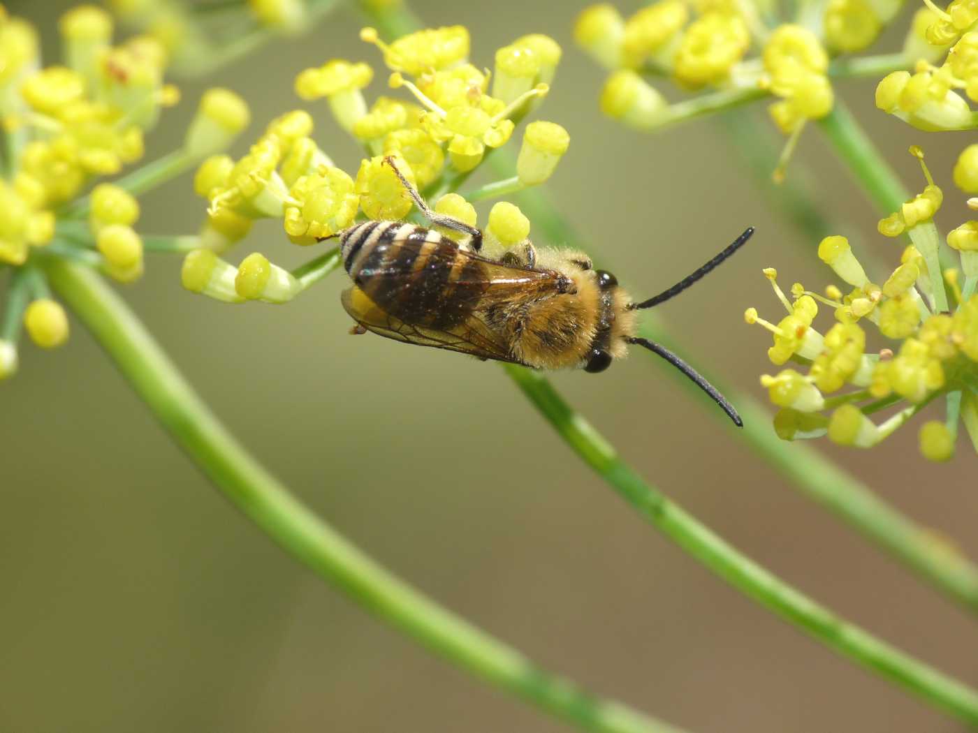 Colletes hederae (Apidae Colletinae)
