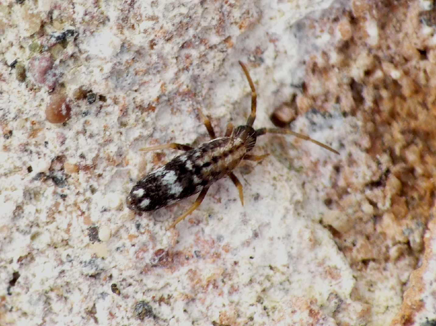 Collembolo (Entomobryidae?)