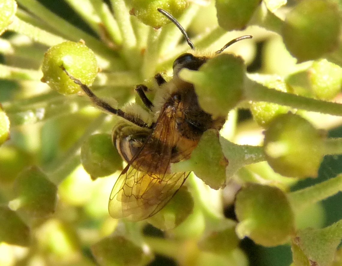Andrena sp.