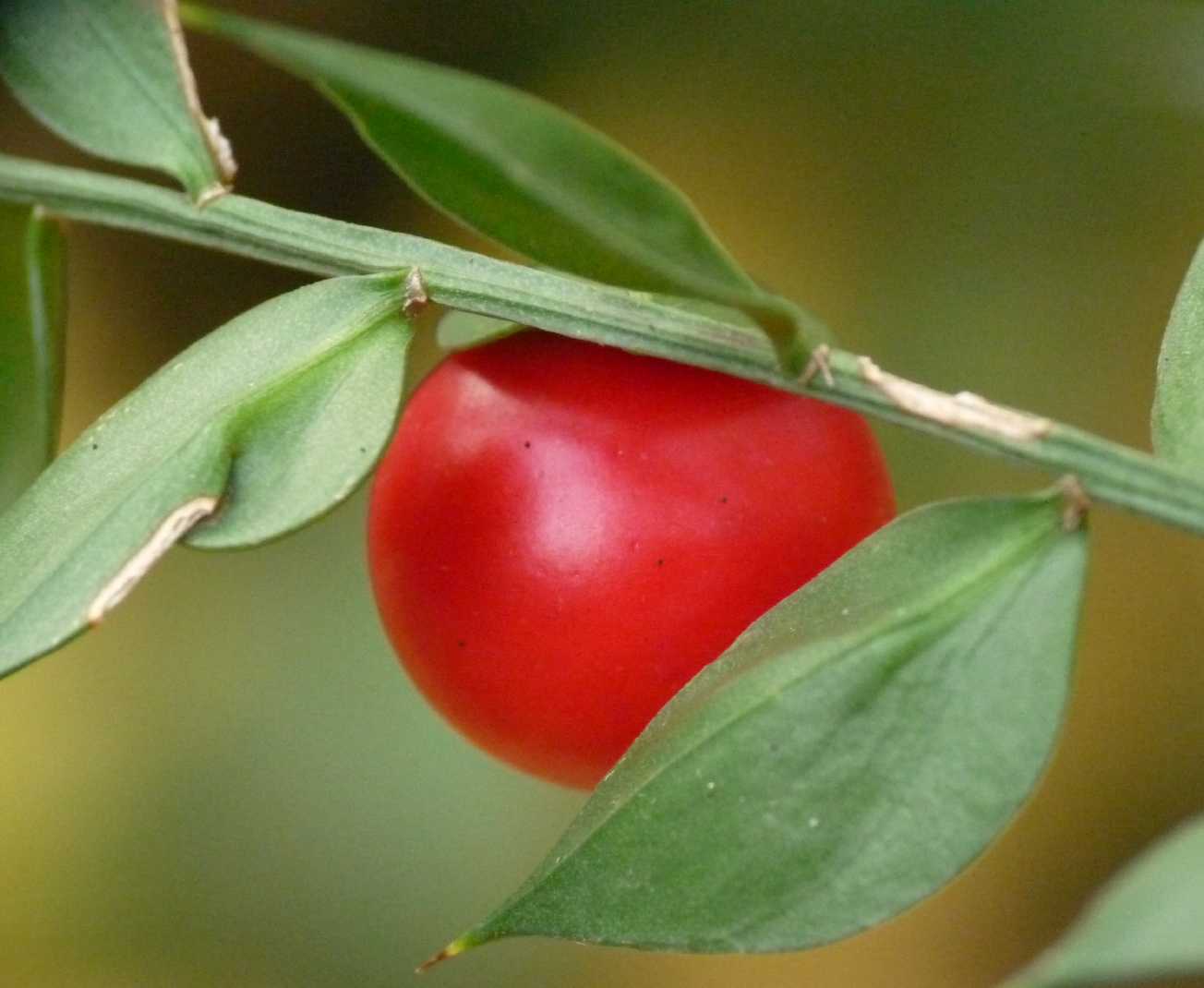 Incontro di Natura Mediterraneo a Roma (FOTO e VIDEO)