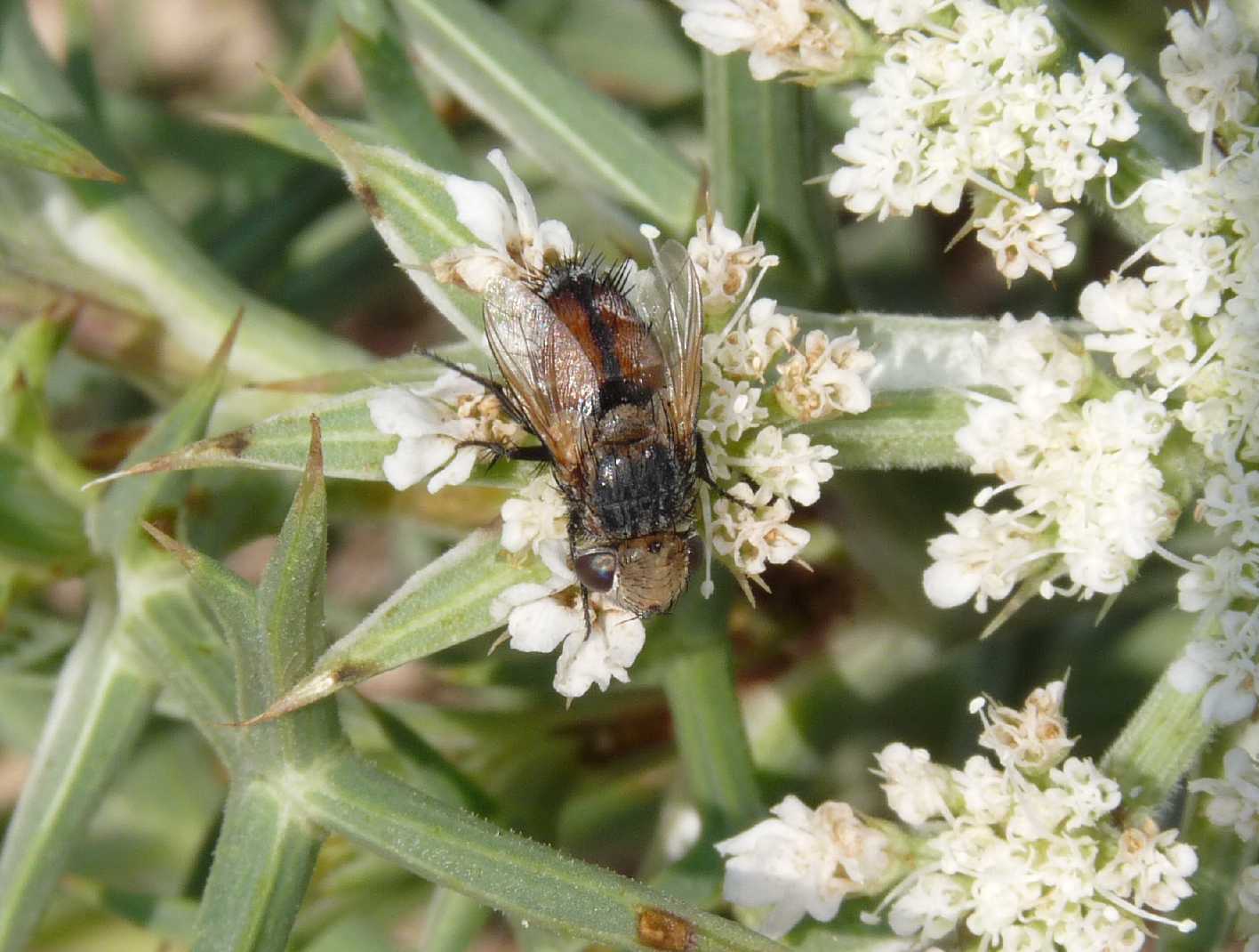 Conopidae? No tachinidae