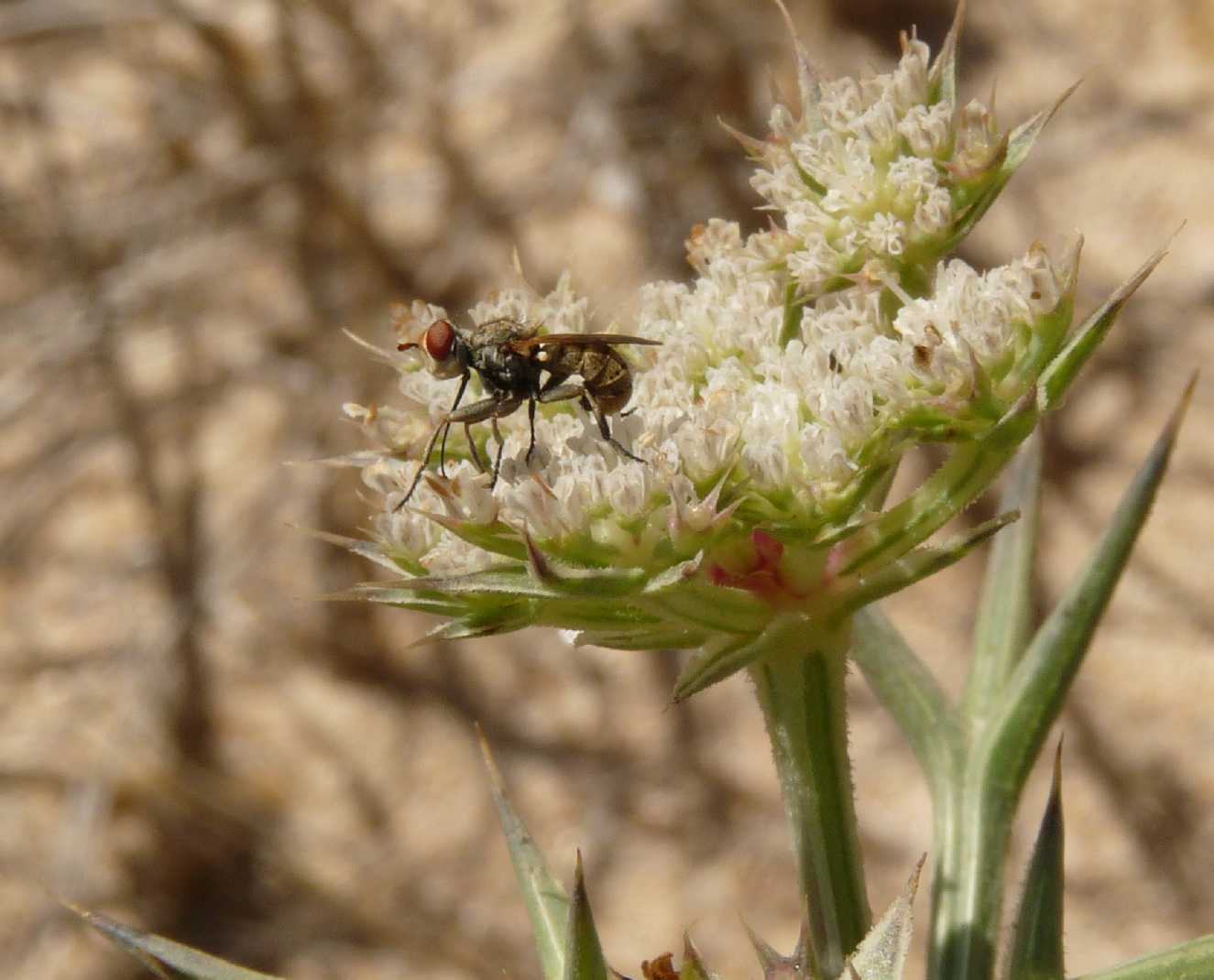 Zodion cf. cinereum (Conopidae)