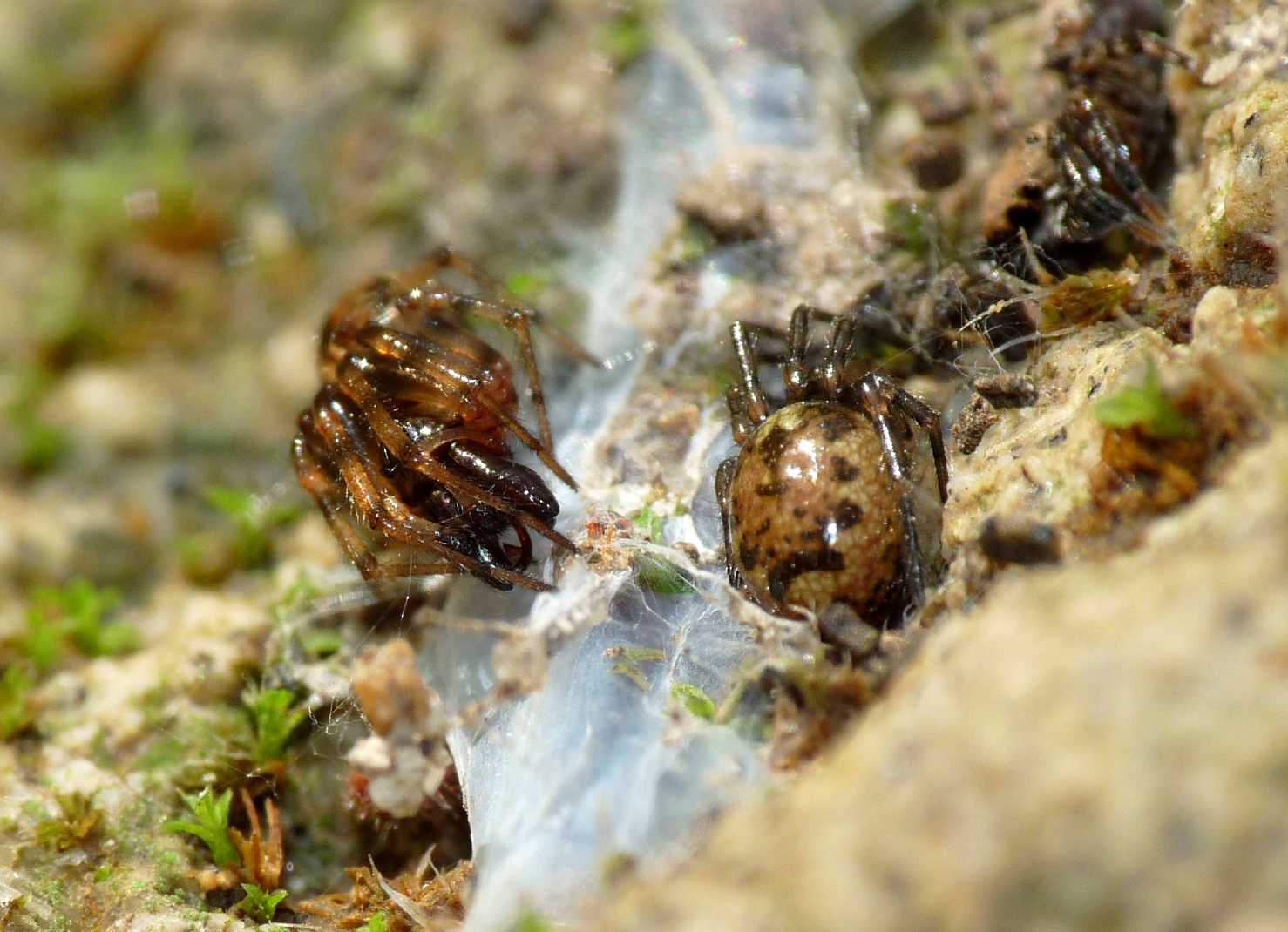 Coppia di Enoplognatha mandibularis con ospite