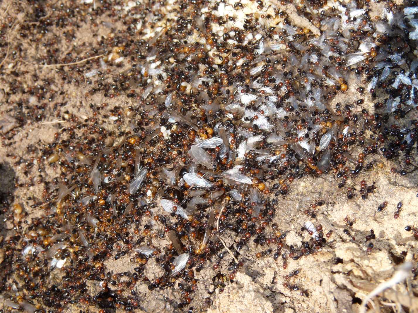 Crematogaster scutellaris