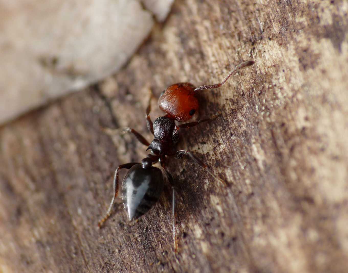 Camponotus lateralis