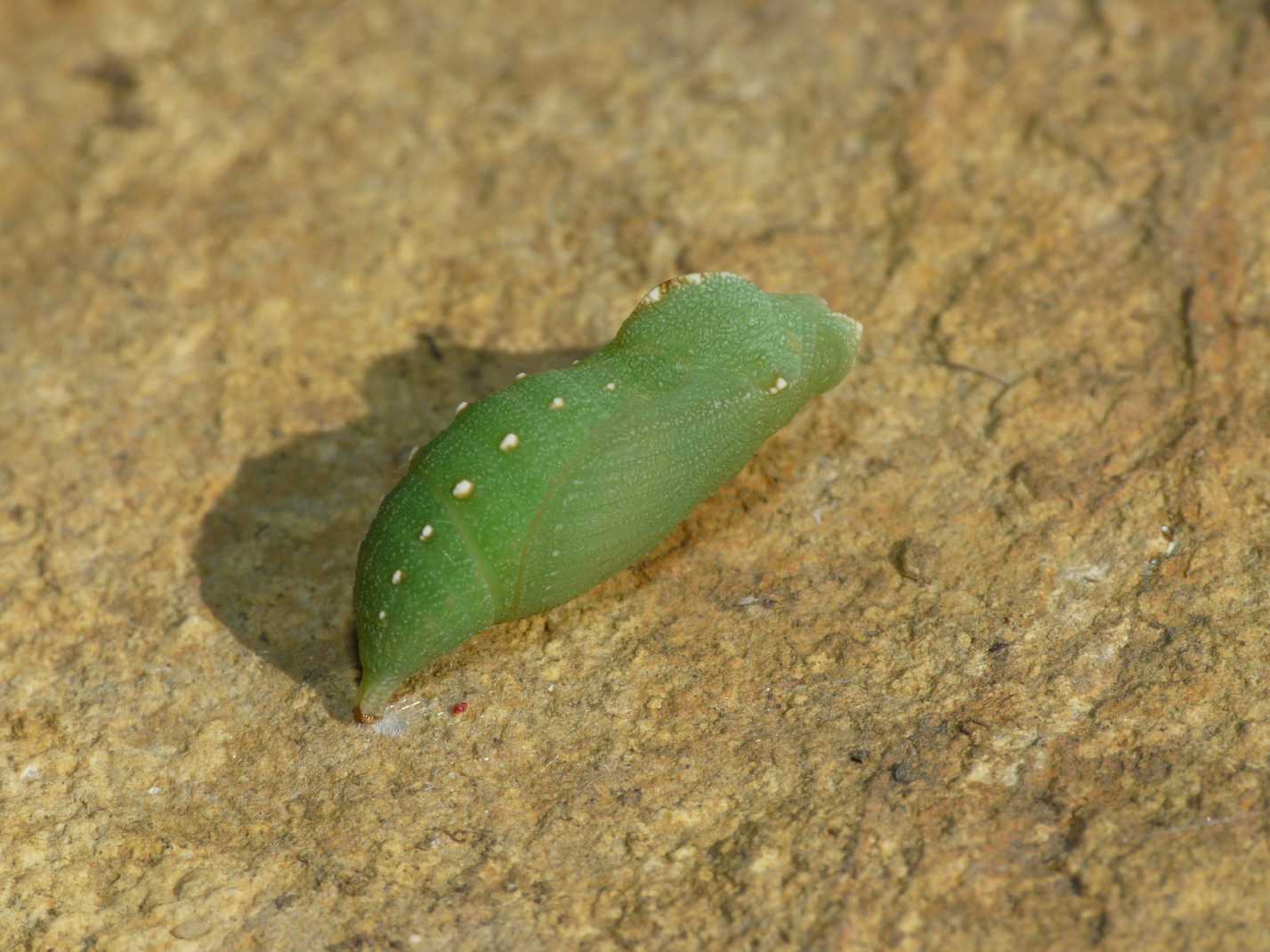 Crisalide