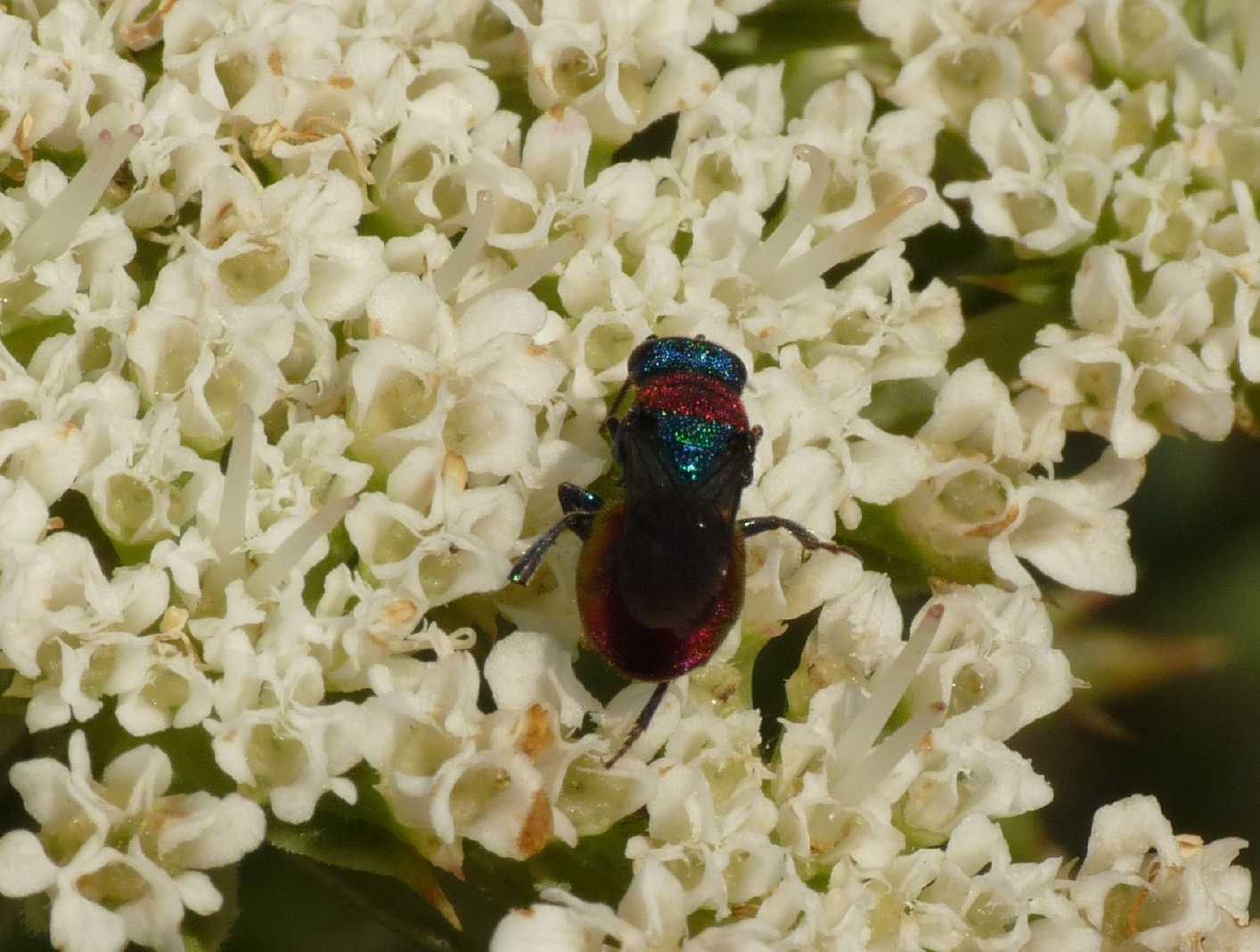 Chrysidae minuscolo: probabile Hedychrum niemelai