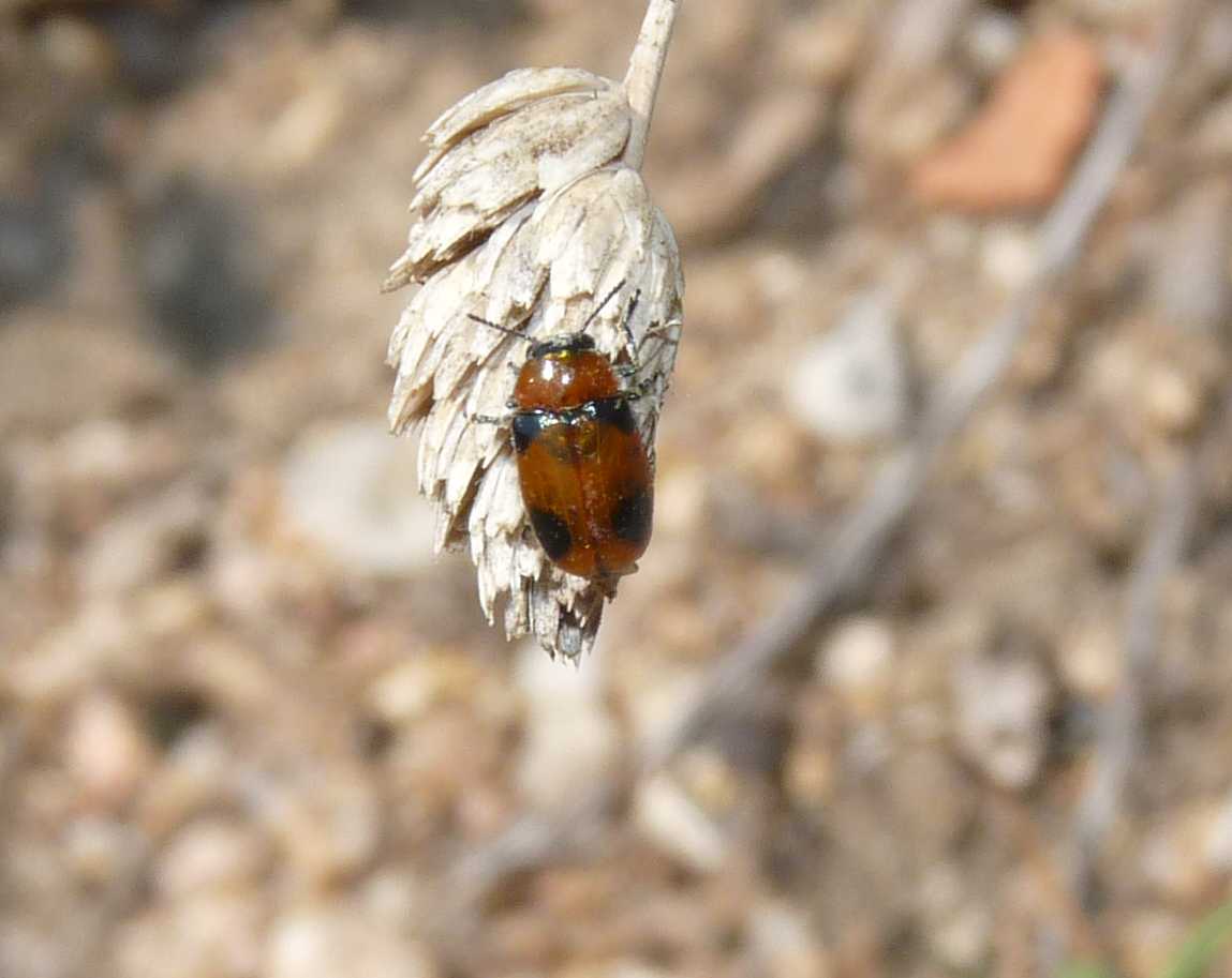 Coptocephala scopolina, Chrysomelidae