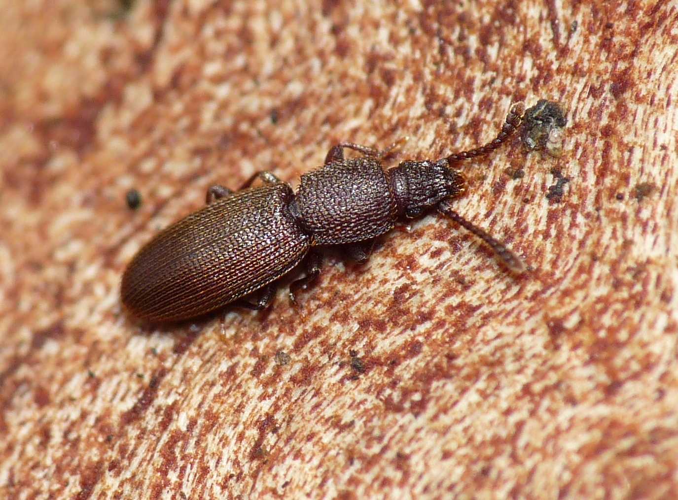 Piccolo coleottero (Silvanidae)