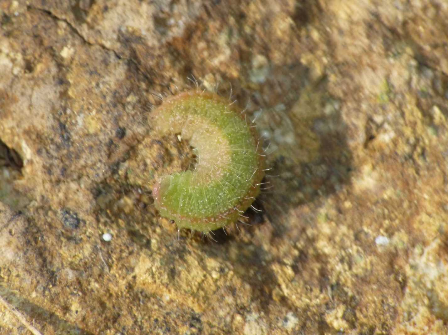 Larve di Curculionidae sotto le pietre.